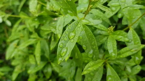 Dew on green leaves close-up Stock Footage 130206796