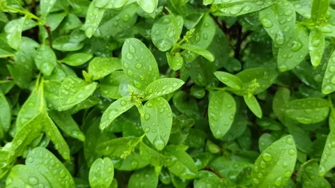 Dew on green leaves close-up Vídeo Stock 139208068