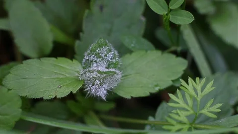 Dew on the green leaves Video stock 96421678