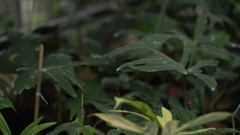 Dew on the green leaves Stock Footage 263697889