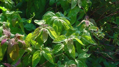 Dew on green leaves. Stock Footage 271127200