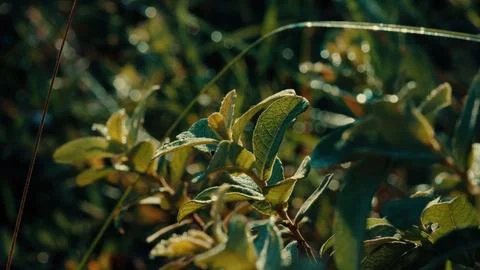 Dew on green leaves glints in sunlight 写真素材