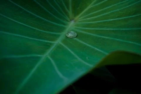 A dew on the green taro leaf Stock Photos