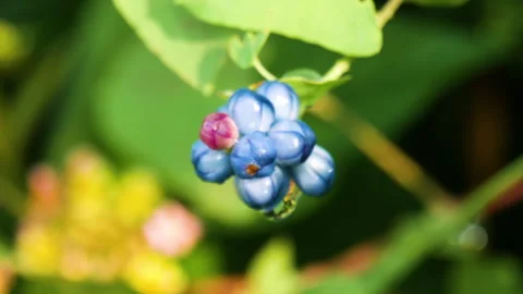 Dew hanging on Blue colored flower seeds Stock Footage 256729203