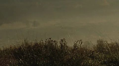 Dew on heath Stock Footage 39126570