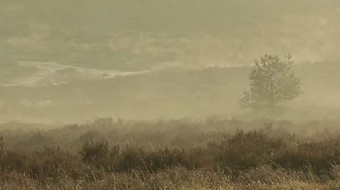 Dew on heath Stock Footage 39126919