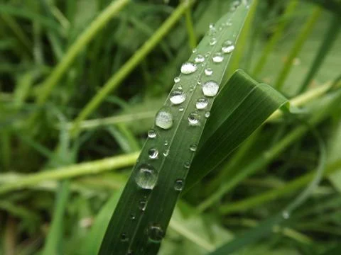 Dew on herb 库存照片