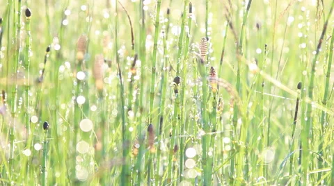 Dew on horsetail Stock-Footage 67706776