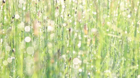 Dew on horsetail Stock Footage 67707409