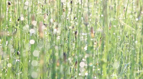 Dew on horsetail Stock Footage