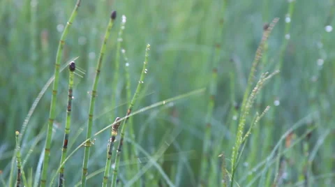 Dew on horsetail Stock Footage 67707935