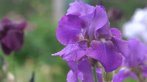Dew on iris flowers Stock Footage 220945628