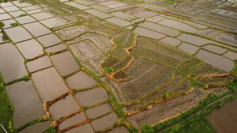 Dew-Kissed Harmony: Rice Fields after Rain's Glow Stock Photos