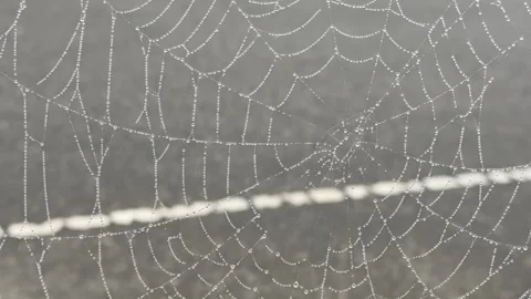 Dew-kissed spiderweb: a tranquil glimpse of nature's delicate beauty. Stock Footage 318526903