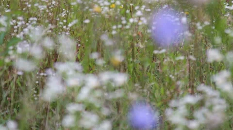 Dew on the knapweed flower Stock Footage 54462029
