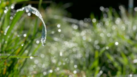 Dew laden Grass in Field Stock Footage 130263249