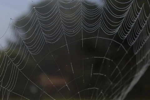 Dew laden spider web select focus Foto stock