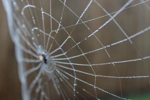 Dew laden spider web select focus Stock Photos