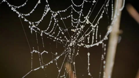 Dew-laden spider web swaying in the breeze 動画素材 277422958