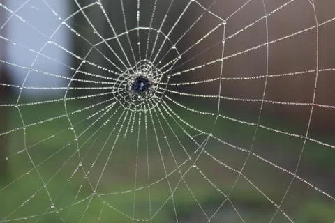 Dew laden spider web,select focus Stock Photos