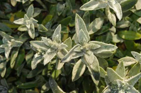 Dew on Lamb's-ear Stock Photos