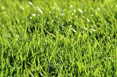 Dew on the lawn Photos