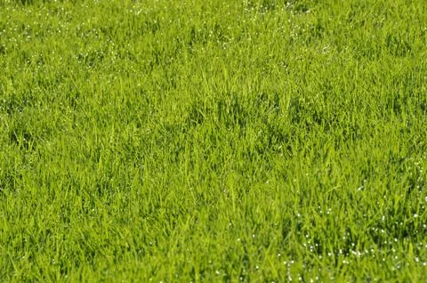 Dew on the lawn Stock Photos