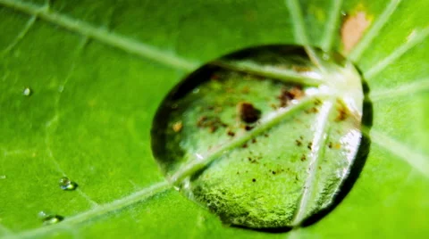 Dew on a leaf. close up. macro. Видео 49701895