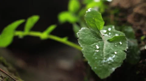 Dew on a Leaf Stock Footage 47857866