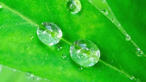 Dew on a leaf.. Stock Footage 195013907