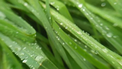 Dew on the leaf Stock Footage 276202488