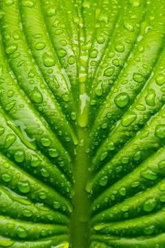Dew on the leaf in the garden Stock Photos