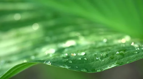 Dew On a Leaf - Lower Third Framing Stock-Footage 51227221