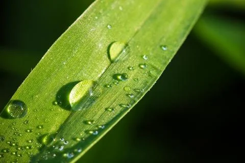 Dew on leaf in meadow. Stock Photos