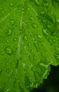 Dew on a leaf Stock Photos