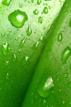 Dew on a leaf Stock Photos