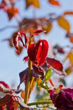 Dew on leaf Stock Photos