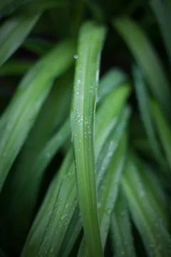 Dew on leaf Stock Photos