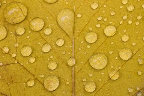 Dew on Leaf Stock Photos