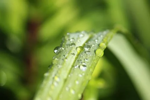 Dew on leaf Stock Photos