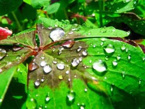 Dew on the leaf Foto stock