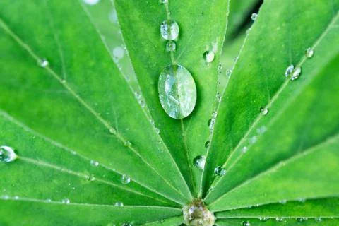 Dew on a leaf. Stock Photos