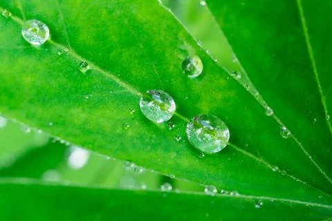 Dew on a leaf.. Stock Photos