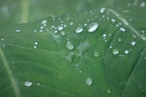 Dew on the Leaf Stock Photos