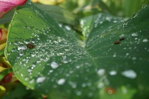 Dew in leaf Stock Photos