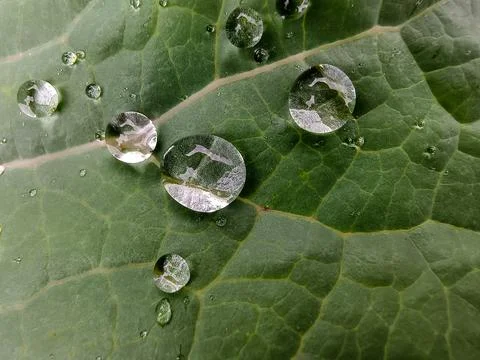 Dew on leaf 库存照片