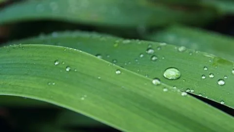 Dew on the leaf in soft focus. Shallow depth of field. Stock Photos
