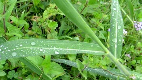Dew on leaves after storm Stock Footage 153848974