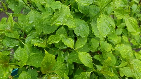 Dew on the leaves of the bush 스톡 동영상 130206478