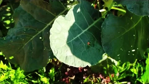 Dew leaves on cabbage leaves Stock Footage 158932085